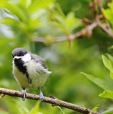 포토 JPG 해외이미지 야생동물 자연 조류 사람없음 정원 나뭇가지 아기 큼 해외202004 해외포토 나무 동물 사람 크기 생태계 파일형식 이미지허브