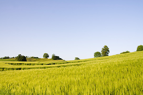 포토 JPG 해외이미지 나무 빵 백그라운드 밭 농업 자연 하늘 추상 풍경 사람없음 야외 가로 초록색 여름 파란색 농장 농경지 우주 수확 가을 흰색 시골 고독 밀 수평선 해외202004 해외포토 식물 계절 감정 산업 음식 컬러 무늬 곡류 생태계 파일형식 이미지허브