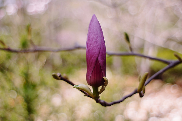 포토 JPG 해외이미지 나무 식물 계절 공원 꽃잎 꽃 분홍색 백그라운드 꽃무늬 자연 사람없음 야외 장식 초록색 머리 정원 보라색 봄 성장 벚꽃 나뭇가지 신선 개화 그룹 4월 순수 향기 부드러움 목련 내추럴 취급주의 해외202004 해외포토 공공시설 컬러 컨셉 무늬 경고 신체부위 감각 날짜 생태계 냄새 파일형식 이미지허브