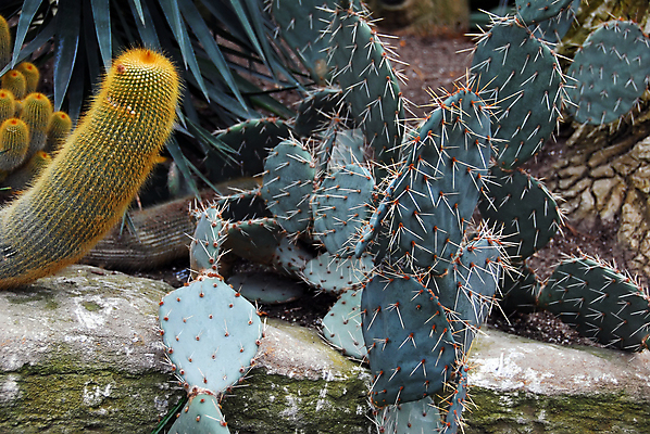 포토 JPG 해외이미지 식물 꽃 자연 선인장 건조 풍경 사람없음 초록색 여름 사막 못 뜨거움 가시 날카로움 가뭄 애리조나 해외202004 해외포토 계절 컬러 날씨 미국 공구 생태계 파일형식 이미지허브
