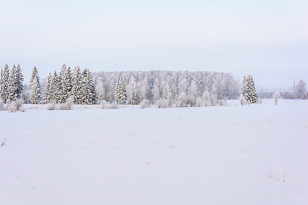 포토 JPG 해외이미지 주간 나무 겨울 자연 하늘 사람없음 야외 설원 겨울풍경 해외202004 해외포토 자연요소 식물 계절 눈_날씨 풍경 생태계 파일형식 이미지허브