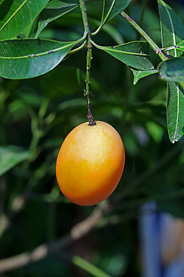 포토 JPG 해외이미지 식물 잡화 계절 아시아 음식 농업 다이어트 재료 태국 자연 추상 디저트 건강 사람없음 컬러풀 농장 노란색 식사 신선 시장 달콤 다발 상쾌 유기농 복숭아 자두 내추럴 살구 채식주의자 해외202004 해외포토 웰빙 감정 나라 산업 컬러 무늬 과일 맛 생태계 채식 파일형식 이미지허브