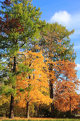 포토 JPG 해외이미지 나무 공원 길 잎 자연 휴식 건강 사람없음 목재 산책 가을 시트 해외202004 해외포토 식물 계절 공공시설 컨셉 재료 생태계 파일형식 이미지허브