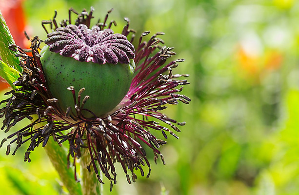 포토 JPG 해외이미지 식물 디자인 계절 꽃잎 꽃 행복 꽃다발 백그라운드 꽃무늬 오렌지 자연 선물 사람없음 빨간색 초록색 여름 파란색 빛 컬러풀 노란색 정원 보라색 봄 벚꽃 흰색 축하 신선 신용카드 개화 닫기 작음 4월 원예 내추럴 고립 해외202004 해외포토 감정 컬러 컨셉 무늬 과일 모션 취미 금융 날짜 크기 생태계 파일형식 이미지허브
