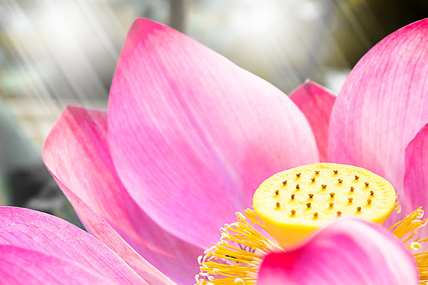 포토 JPG 해외이미지 식물 공원 꽃잎 꽃 선 분홍색 백그라운드 잎 꽃무늬 자연 사람없음 야외 장식 초록색 노란색 정원 검은색 벚꽃 연못 개화 닫기 내추럴 해외202004 해외포토 공공시설 컬러 무늬 모션 생태계 파일형식 이미지허브