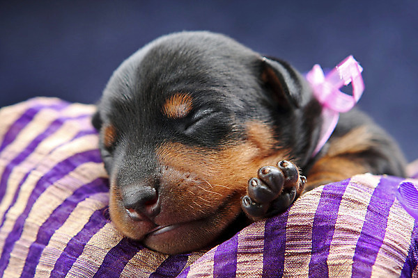 포토 JPG 해외이미지 동물 여자 남자 포유류 친절 실내 사람없음 반려동물 귀여움 검은색 활발 미니어처 관찰 개 강아지 작음 만족 노려봄 송곳니 기르기 미니 유래 해외202004 해외포토 감정 컬러 컨셉 모션 표정 사람 내부 모형 치아 크기 돌봄 파일형식 이미지허브