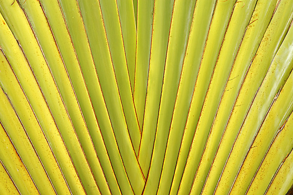 포토 JPG 해외이미지 모양 나무 식물 선 줄기 백그라운드 잎 패턴 신체 자연 추상 바나나 사람없음 초록색 컬러풀 갈색 여행객 줄무늬 성장 부채 닫기 피부 묘사 유기농 질감 R 강렬 특별함 해외202004 해외포토 웰빙 알파벳 컬러 컨셉 무늬 과일 모션 사람 신체부위 생태계 파일형식 이미지허브