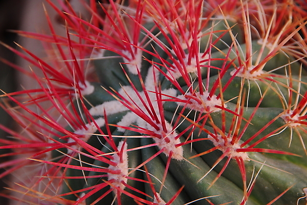 포토 JPG 해외이미지 식물 패턴 자연 선인장 건조 사람없음 빨간색 초록색 정원 사막 가시 척추 날카로움 스파이크 해외202004 해외포토 컬러 무늬 뼈 생태계 파일형식 이미지허브