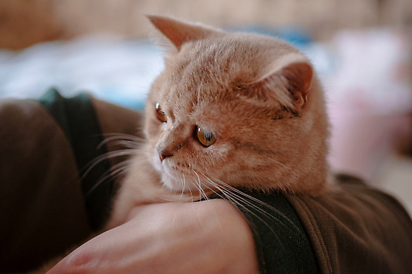 포토 JPG 해외이미지 손 영국 주택 털 사람없음 반려동물 고양이 소프트포커스 복숭아 부드러움 양모 해외202004 해외포토 동물 유럽 과일 포유류 촬영기법 건물 신체부위 직물 감각 파일형식 이미지허브