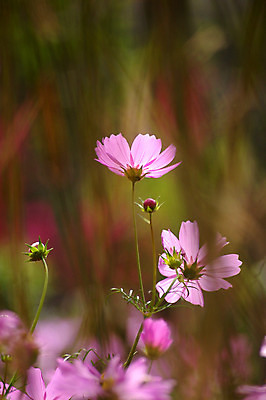 포토 JPG 해외이미지 식물 디자인 계절 공원 꽃 분홍색 꽃다발 백그라운드 잎 꽃무늬 패턴 밭 자연 하늘 추상 발렌타인데이 미술 사람없음 야외 장식 빨간색 초록색 파란색 컬러풀 태양 노란색 정원 맑음 봄 벚꽃 흰색 신선 신용카드 닫기 엽서 내추럴 고립 해외202004 해외포토 자연요소 공공시설 컬러 무늬 농업 모션 데이이벤트 날씨 문화예술 금융 편지 생태계 파일형식 이미지허브