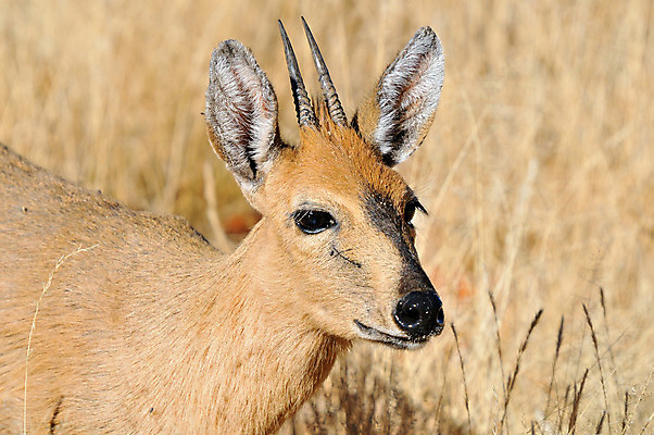 포토 JPG 해외이미지 동물 남자 야생동물 포유류 아프리카 자연 뿔 사람없음 황무지 영양 남아프리카 동물상 램 해외202004 해외포토 나라 사람 조형물 생태계 파일형식 이미지허브