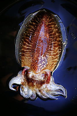 포토 JPG 해외이미지 동물 무기 음식 바다 백그라운드 패턴 다이어트 자연 낚시 연체동물 건강 육류 어류 사람없음 빨간색 초록색 물 세일 환경 검은색 초밥 죽음 신선 잡기 시장 치아 지중해 먹기 해산물 오징어 눈금 냄새 낚시꾼 지느러미 문어 촉수 슈퍼마켓 해외202004 해외포토 자연요소 컬러 무늬 식재료 모션 레저 무척추동물 상점 수중동물 소화기관 생태계 일본음식 파일형식 이미지허브