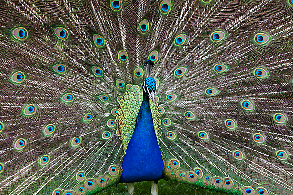 포토 JPG 해외이미지 동물 남자 백그라운드 패턴 자연 조류 기술 사람없음 초록색 파란색 컬러풀 머리 활발 의식 우아함 공작 전시회 깃털 꼬리 부리 목 보여주기 꿩 수탉 멀티 웅장함 터키석 해외202004 해외포토 컬러 컨셉 무늬 모션 사람 신체부위 전시 닭 보석 수컷 생태계 파일형식 이미지허브