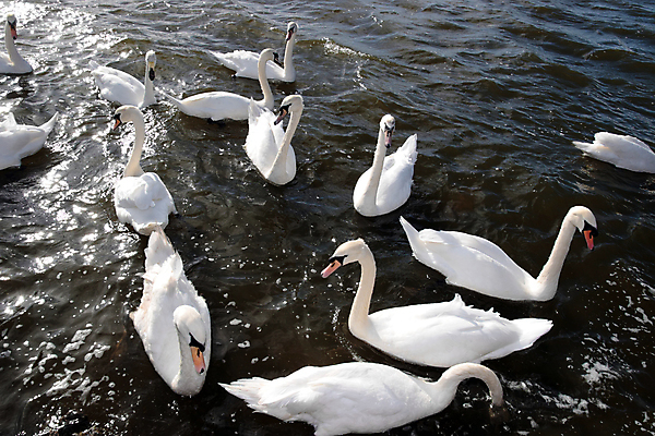 포토 JPG 해외이미지 주간 호수 물결 여러마리 사람없음 야외 백조 해외202004 해외포토 자연요소 다수 조류 파일형식 이미지허브