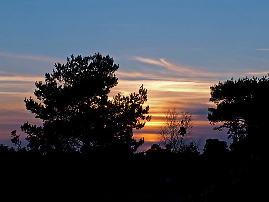 포토 JPG 해외이미지 나무 구름 실루엣 분홍색 자연 하늘 잉글랜드 사람없음 파란색 빛 태양 일몰 시골 서식스 해외202004 해외포토 자연요소 식물 컬러 영국 촬영기법 노을 생태계 파일형식 이미지허브