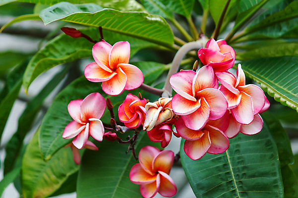 포토 JPG 해외이미지 나무 식물 꽃잎 꽃 분홍색 꽃다발 백그라운드 꽃무늬 자연 사람없음 초록색 물 여름 컬러풀 노란색 스파 봄 벚꽃 흰색 물방울 신선 개화 다발 보따리 하와이 발리 내추럴 이국적 하와이인 해외202004 해외포토 자연요소 외국인 계절 컬러 섬 무늬 미국 생태계 인도네시아 파일형식 이미지허브