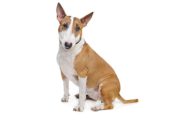 포토 JPG 해외이미지 스튜디오촬영 동물 백그라운드 포유류 실내 앉기 사람없음 반려동물 가축 흰색 개 흰배경 송곳니 기르기 유래 순종 해외202004 해외포토 컬러 모션 내부 치아 왕 돌봄 파일형식 이미지허브