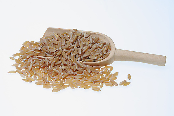 포토 JPG 해외이미지 음식 사람없음 낟알 시리얼 작살 해외202004 해외포토 파일형식 이미지허브