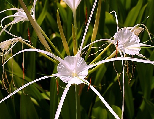 포토 JPG 해외이미지 식물 꽃잎 꽃 분홍색 꽃무늬 오렌지 자연 국화 사람없음 빨간색 여름 세트 컬러풀 장미 노란색 보라색 봄 활발 벚꽃 흰색 신선 개화 그룹 난초 변화 선택 백합 자르기 수집 달리아 제비꽃 묘사 코스모스 데이지 붓꽃 고립 섞기 아욱 많음 피튜니아 해외202004 해외포토 계절 컬러 컨셉 무늬 과일 모션 생태계 파일형식 이미지허브