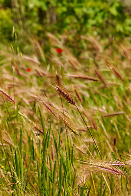 포토 JPG 해외이미지 식물 계절 유럽 백그라운드 밭 농업 자연 바람 씨앗 풍경 사람없음 야외 초록색 여름 파란색 농작물 농장 노란색 봄 이탈리아 성장 시골 낟알 시리얼 밀 허브 장면 토스카나 해외202004 해외포토 자연요소 나라 산업 음식 컬러 날씨 곡류 생태계 파일형식 이미지허브