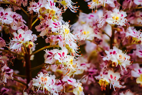 포토 JPG 해외이미지 나무 식물 계절 공원 꽃잎 꽃 줄기 백그라운드 잎 자연 사람없음 야외 목재 장식 초록색 햇빛 머리 정원 봄 활발 성장 벚꽃 흰색 나뭇가지 신선 개화 숲 큼 5월 묘사 부드러움 꿀 해외202004 해외포토 공공시설 컬러 컨셉 재료 신체부위 태양 감각 날짜 크기 생태계 파일형식 이미지허브