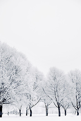 포토 JPG 해외이미지 주간 나무 겨울 자연 하늘 사람없음 야외 눈 겨울풍경 해외202004 눈덮임 해외포토 자연요소 식물 계절 컨셉 날씨 풍경 생태계 파일형식 이미지허브