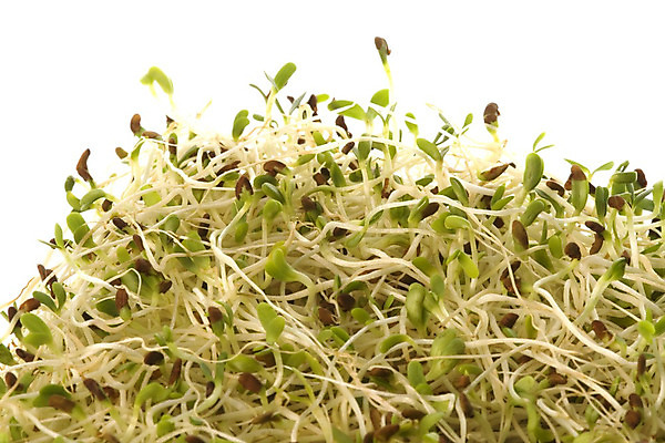 포토 JPG 해외이미지 산업 음식 다이어트 채소 재료 자연 콩 건강 씨앗 사람없음 초록색 새싹 식사 닫기 호주 유기농 날것 성분 고립 단백질 해외202004 해외포토 식물 웰빙 컬러 모션 곡류 오세아니아 생태계 영양소 파일형식 이미지허브