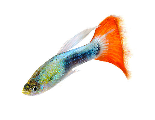 포토 JPG 해외이미지 동물 남자 백그라운드 이동 오렌지 모션 자연 어류 사람없음 장식 빨간색 물 반려동물 유행 검은색 수중 수영 신선 공작 꼬리 탱크 수족관 강렬 고립 해외202004 해외포토 자연요소 컬러 컨셉 과일 조류 사람 수중동물 수상스포츠 생태계 파일형식 이미지허브