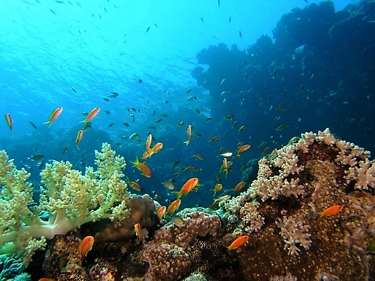 포토 JPG 해외이미지 식물 동물 야생동물 잎 자연 표면 어류 사람없음 초록색 물 반사 사진촬영 수중 투명 스노클링 산호 잠수부 잠수함 다이빙 암초 동물상 해외202004 해외포토 자연요소 컬러 조형물 촬영 수영 수중동물 수상스포츠 자포동물 전문직 생태계 수중스포츠 파일형식 이미지허브