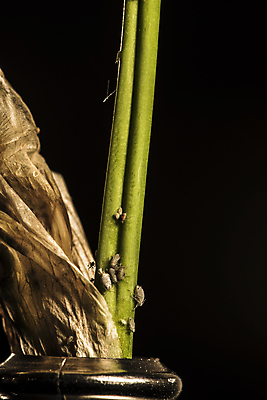 포토 JPG 해외이미지 식물 꽃잎 꽃 줄기 곤충 잎 친절 사람없음 초록색 빛 갈색 걷기 회색 에너지 시간 그룹 기다림 질병 영양분 동정 해외202004 해외포토 동물 컬러 의학 모션 파일형식 이미지허브