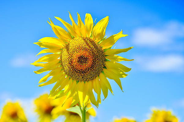 포토 JPG 해외이미지 구름 백그라운드 꽃밭 하늘 해바라기 사람없음 노란색 활발 해외202004 해외포토 자연요소 꽃 컬러 컨셉 파일형식 이미지허브