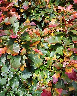 포토 JPG 해외이미지 나무 식물 계절 공원 백그라운드 단풍 잎 오렌지 자연 추상 사람없음 야외 빨간색 컬러풀 노란색 가을 황금 숲 유기농 질감 내추럴 땅바닥 해외202004 해외포토 웰빙 공공시설 컬러 무늬 과일 바닥 생태계 파일형식 이미지허브