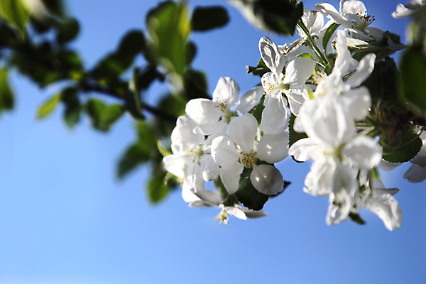포토 JPG 해외이미지 나무 식물 구름 계절 꽃잎 꽃 음식 분홍색 나비 백그라운드 잎 겨울 과일 자연 하늘 새로움 사람없음 야외 세로 초록색 여름 태양 머리 봄 성장 벚꽃 흰색 나뭇가지 신선 개화 사과 4월 5월 시작 싱글 장면 고립 꽃수술 해외202004 해외포토 자연요소 컬러 곤충 컨셉 신체부위 날짜 생태계 파일형식 이미지허브