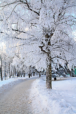 포토 JPG 해외이미지 나무 계절 백그라운드 낙엽 겨울 자연 하늘 날씨 흑백 파노라마 풍경 사람없음 야외 파란색 햇빛 우주 냉동 활발 추위 흰색 나뭇가지 신선 도시 숲 시원함 크리스탈 가루 서리 지역 스카이라인 넘어짐 벌거벗은 수평선 해외202004 해외포토 식물 컬러 컨셉 잎 모션 촬영기법 태양 광석 생태계 파일형식 이미지허브