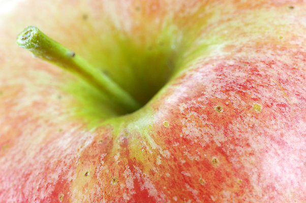 포토 JPG 해외이미지 음식 농업 다이어트 과일 자연 건강 사람없음 빨간색 축제 수확 신선 달콤 사과 과수원 유기농 숙성 해외202004 해외포토 웰빙 산업 컬러 맛 생태계 파일형식 이미지허브
