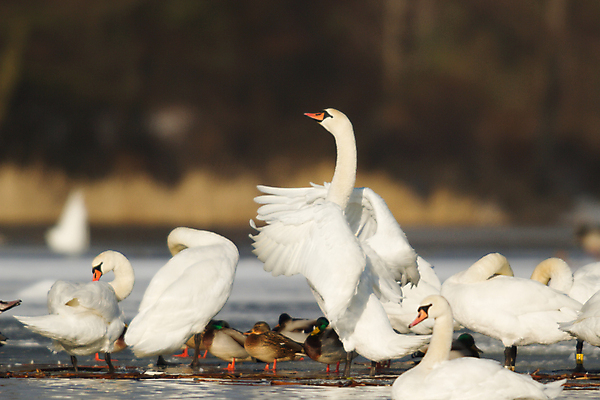 포토 JPG 해외이미지 주간 호수 여러마리 사람없음 야외 아웃포커스 백조 날갯짓 청둥오리 해외202004 해외포토 자연요소 다수 조류 오리 촬영기법 파일형식 이미지허브