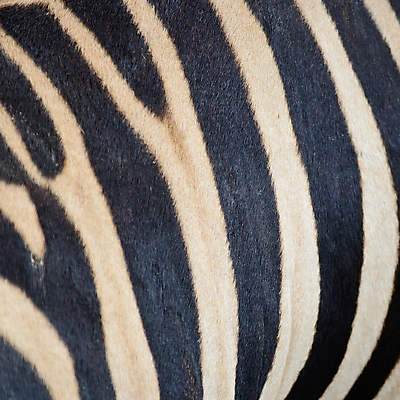 포토 JPG 해외이미지 동물 디자인 야생동물 백그라운드 패턴 포유류 아프리카 자연 초식동물 털 동물원 사람없음 갈색 검은색 줄무늬 흰색 가죽 사파리 피부 질감 얼룩말 사바나 진짜 해외202004 해외포토 나라 컬러 무늬 신체부위 말_동물 생태계 파일형식 이미지허브