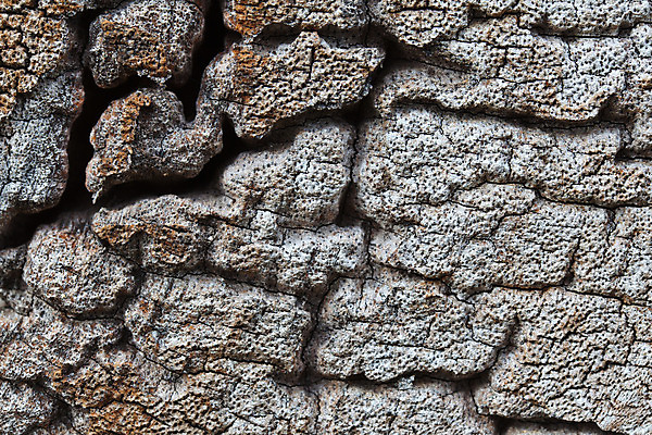 포토 JPG 해외이미지 나무 백그라운드 부분 벽지 날씨 건조 사람없음 목재 갈색 검은색 회색 성장 반지 소나무 원형 거친 자르기 묘사 오브젝트 만족 질감 통나무 잡동사니 내추럴 방사형 수목 썩음 옛날 노화 해외202004 해외포토 도형 식물 감정 컬러 컨셉 재료 장신구 모션 파일형식 이미지허브