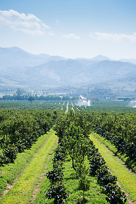 포토 JPG 해외이미지 나무 식물 꽃 백그라운드 잎 꽃무늬 밭 농업 오렌지 과일 태국 자연 귤 건강 사람없음 야외 초록색 농장 노란색 환경 정원 맑음 수확 성장 신선 달콤 숲 과수원 지중해 뿌리기 유기농 조경 캘리포니아 내추럴 방법 플로리다 해외202004 해외포토 웰빙 산업 아시아 바다 컬러 무늬 모션 날씨 미국 맛 생태계 파일형식 이미지허브