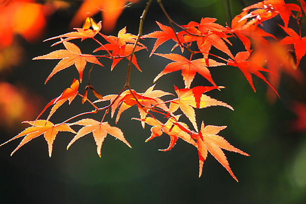 포토 JPG 해외이미지 나무 식물 계절 공원 실루엣 도로 여행 백그라운드 무지개 잎 패턴 자연 하늘 지붕 휴식 풍경 사람없음 빨간색 파란색 빛 컬러풀 햇빛 태양 정원 일본 활발 덮개 가을 나뭇가지 신선 보행로 닫기 숲 그늘 오솔길 강렬 해외202004 해외포토 자연요소 공공시설 아시아 길 컬러 컨셉 무늬 교통시설 모션 촬영기법 뚜껑 생태계 파일형식 이미지허브