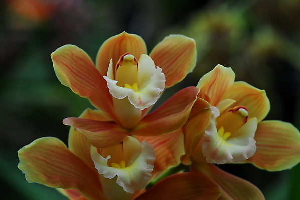 포토 JPG 해외이미지 식물 꽃잎 꽃 자연 사람없음 갈색 정원 봄 흰색 개화 난초 해외202004 해외포토 계절 컬러 생태계 파일형식 이미지허브