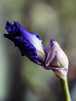 포토 JPG 해외이미지 식물 계절 꽃 꽃다발 잎 자연 날씨 휴식 사람없음 초록색 새싹 정원 보라색 화목 힘 봄 에너지 성장 시골 제비꽃 원예 정맥 해외202004 해외포토 컬러 컨셉 취미 생태계 혈관 파일형식 이미지허브