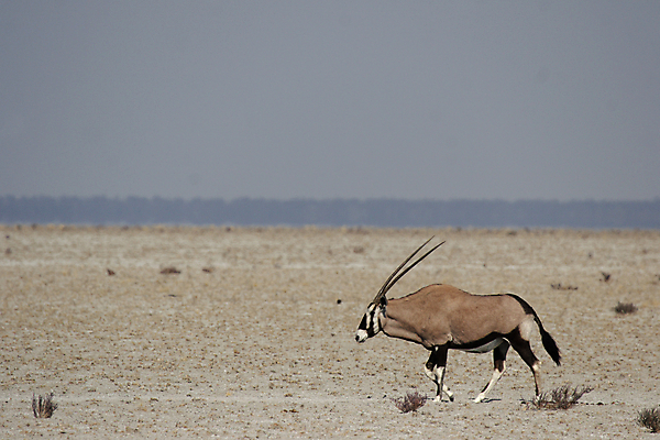 포토 JPG 해외이미지 동물 야생동물 모래 포유류 아프리카 자연 건조 뿔 사람없음 갈색 걷기 회색 사막 뜨거움 플랫 사파리 영양 나미비아 드넓은 스텝 평야 수평선 해외202004 해외포토 나라 컬러 모션 생태계 남아프리카 파일형식 이미지허브