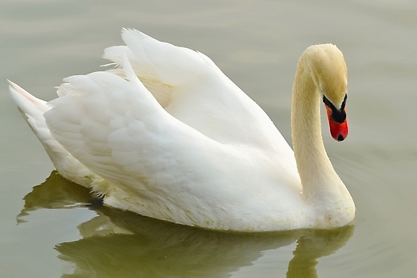 포토 JPG 해외이미지 주간 한마리 호수 사람없음 야외 백조 해외202004 해외포토 자연요소 1 조류 파일형식 이미지허브