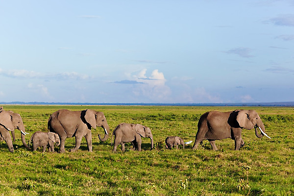 포토 JPG 해외이미지 동물 공원 야생동물 여행 오렌지 포유류 가족 아프리카 자연 하늘 코끼리 파노라마 풍경 사람없음 야외 옆모습 여름 파란색 노란색 걷기 환경 맑음 산책 그룹 황무지 작음 큼 사파리 케냐 사바나 전국 평야 많음 카피스페이스 해외202004 해외포토 계절 공공시설 나라 뷰포인트 컬러 컨셉 과일 관계 모션 날씨 휴식 촬영기법 공백 크기 생태계 파일형식 이미지허브