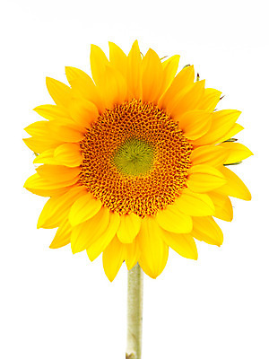 포토 JPG 해외이미지 식물 꽃잎 꽃 길 백그라운드 잎 꽃무늬 자연 발렌타인데이 선물 사랑 씨앗 사람없음 장식 초록색 컬러풀 벚꽃 흰색 신선 원형 우아함 혼합 배열 묘사 싱글 질감 내추럴 고립 해외202004 해외포토 도형 감정 컬러 컨셉 무늬 데이이벤트 생태계 파일형식 이미지허브