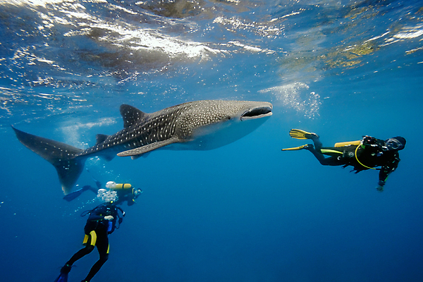 포토 JPG 해외이미지 동물 야생동물 바다 자연 어류 사람없음 물 파란색 카메라 잠수부 사진사 고래 다이빙 상어 몰디브 동물상 해외202004 해외포토 자연요소 아시아 컬러 포유류 전자제품 조형물 수영 수중동물 전문직 작가 생태계 수중스포츠 파일형식 이미지허브