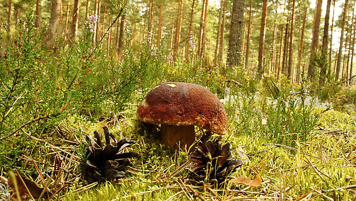 포토 JPG 해외이미지 나무 음식 줄기 과학 다이어트 채소 자연 아이디어 건강 이끼 사람없음 목재 초록색 약 갈색 식사 버섯 성장 신선 닫기 숲 왕 약국 수집 싱글 처방 리빙 곰팡이 그물버섯 식용 캡모자 페니 해외202004 해외포토 식물 모자_잡화 컬러 컨셉 재료 의학 모션 동전 생태계 파일형식 이미지허브