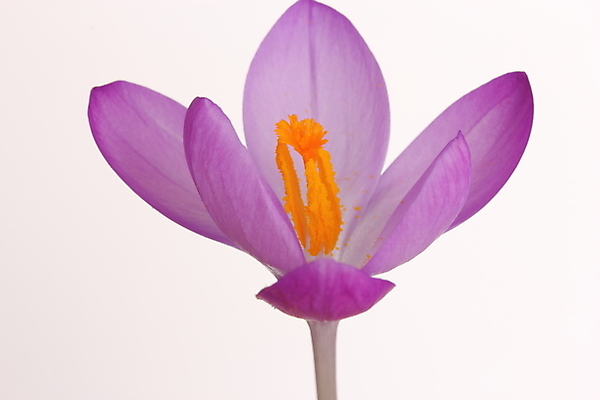 포토 JPG 해외이미지 식물 꽃잎 꽃 전구 자연 사람없음 정원 봄 작음 해외202004 해외포토 계절 크기 생태계 파일형식 이미지허브