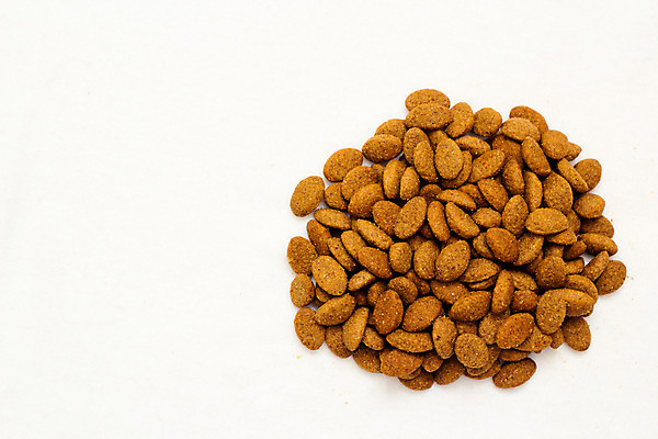 포토 JPG 해외이미지 음식 다이어트 건조 건강 사람없음 개 맛 수의사 해외202004 해외포토 컨셉 포유류 의사 파일형식 이미지허브